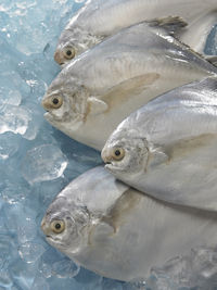 High angle view of fish on crushed ice