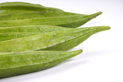 Close-up of green leaf against white background