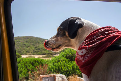 Close-up of a dog looking away