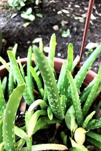 High angle view of succulent plants