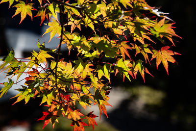 Close-up of maple leaves on tree