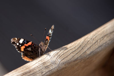 Close-up of butterfly on wooden railing
