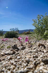 Flowers growing on tree against sky