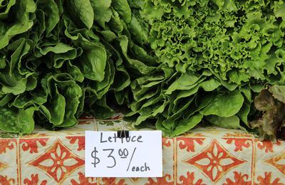 Close-up of sign board by lettuce for sale at market stall