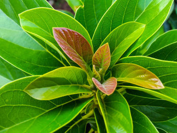 Close-up of plant leaves