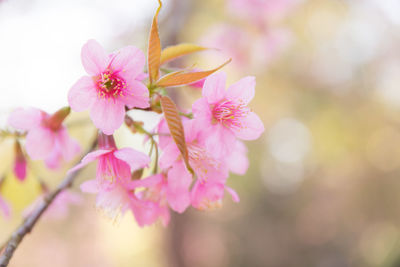 Close-up of pink flowers blooming outdoors