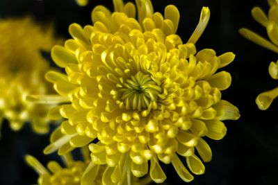 Close-up of yellow flowers