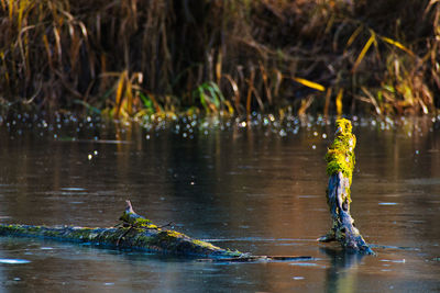 View of duck swimming in lake