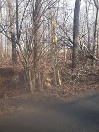 Bare trees in forest