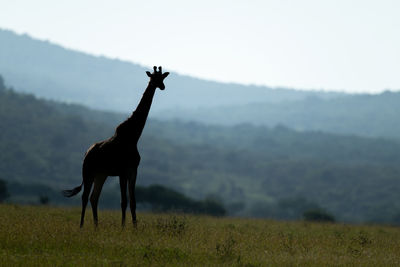 Masai giraffe stands with distant hills behind