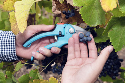 Cropped hands of farmer cutting grapes in vineyard