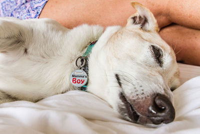 Close-up of dog lying on bed