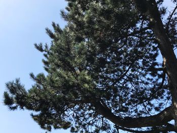 Low angle view of trees against sky