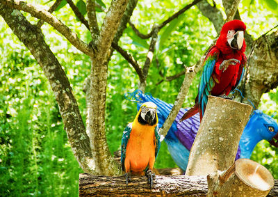 View of birds perching on tree