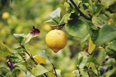 Close-up of fruit growing on tree