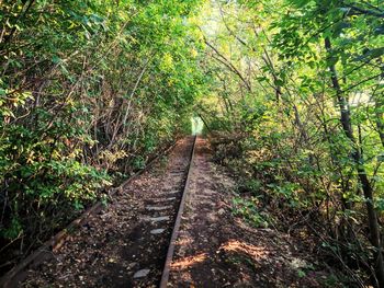 View of railroad tracks in forest