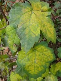 Close-up of fresh green leaf