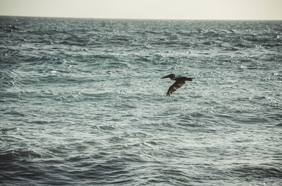 View of a bird in the sea