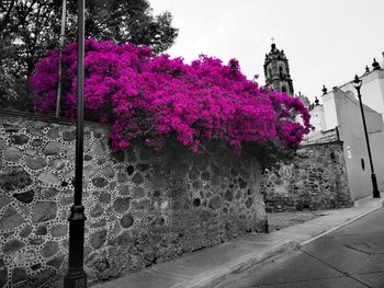 Pink flowering tree by building against sky