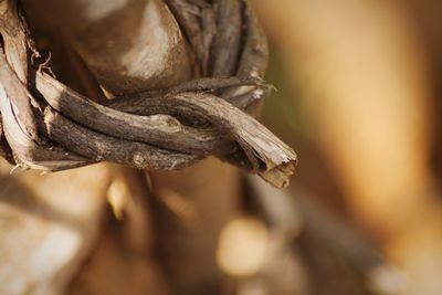 Close-up of plant against blurred background