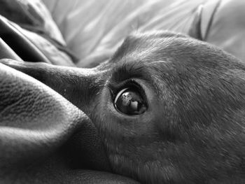 Close-up portrait of dog