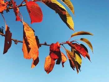 Low angle view of leaves against clear sky