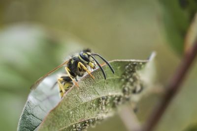 Close-up of insect on leaf