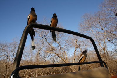 Low angle view of birds perching on bare tree