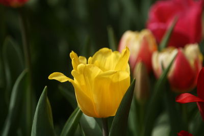 Close-up of yellow tulip