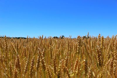 Cereal plants growing on field against clear blue sky 