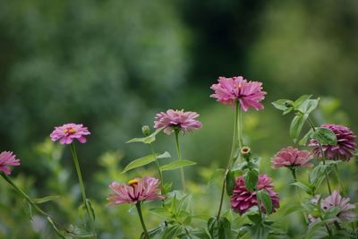 Close-up of pink flowering plants