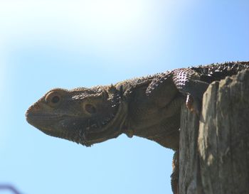 Close-up of lizard against clear sky