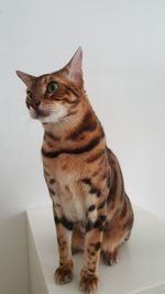 Close-up of cat sitting