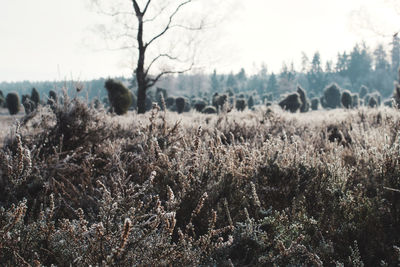 Plants on field against sky during winter