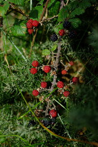 Red berries growing on plant