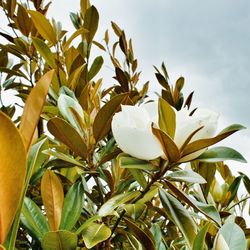 Close-up of white flowering plant against sky