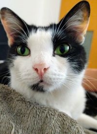 Close-up portrait of a cat