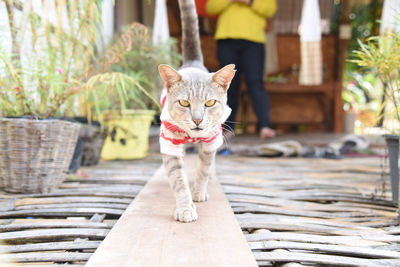 Portrait of cat on wood