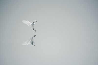 Low angle view of birds flying