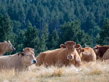 Cows grazing in a field