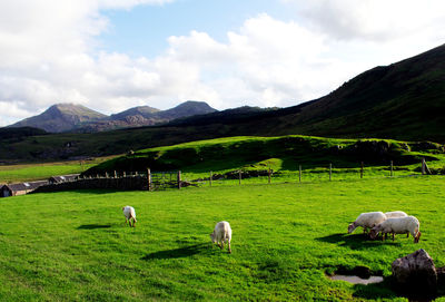 Sheep grazing in a field