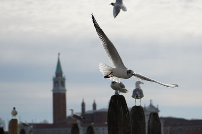 Seagull flying over a building