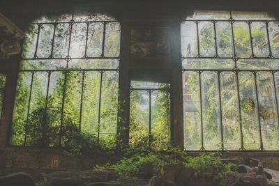 Trees seen through abandoned house window