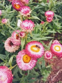 Close-up of pink flowering plants