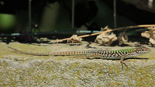 Close-up of lizard