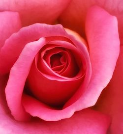 Close-up of pink rose