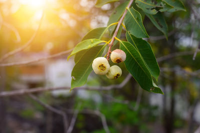 Close-up of flowering plant on tree