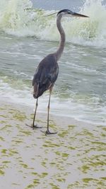 High angle view of gray heron on sea