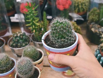 High angle view of hand holding potted plant