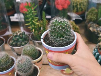 High angle view of hand holding potted plant